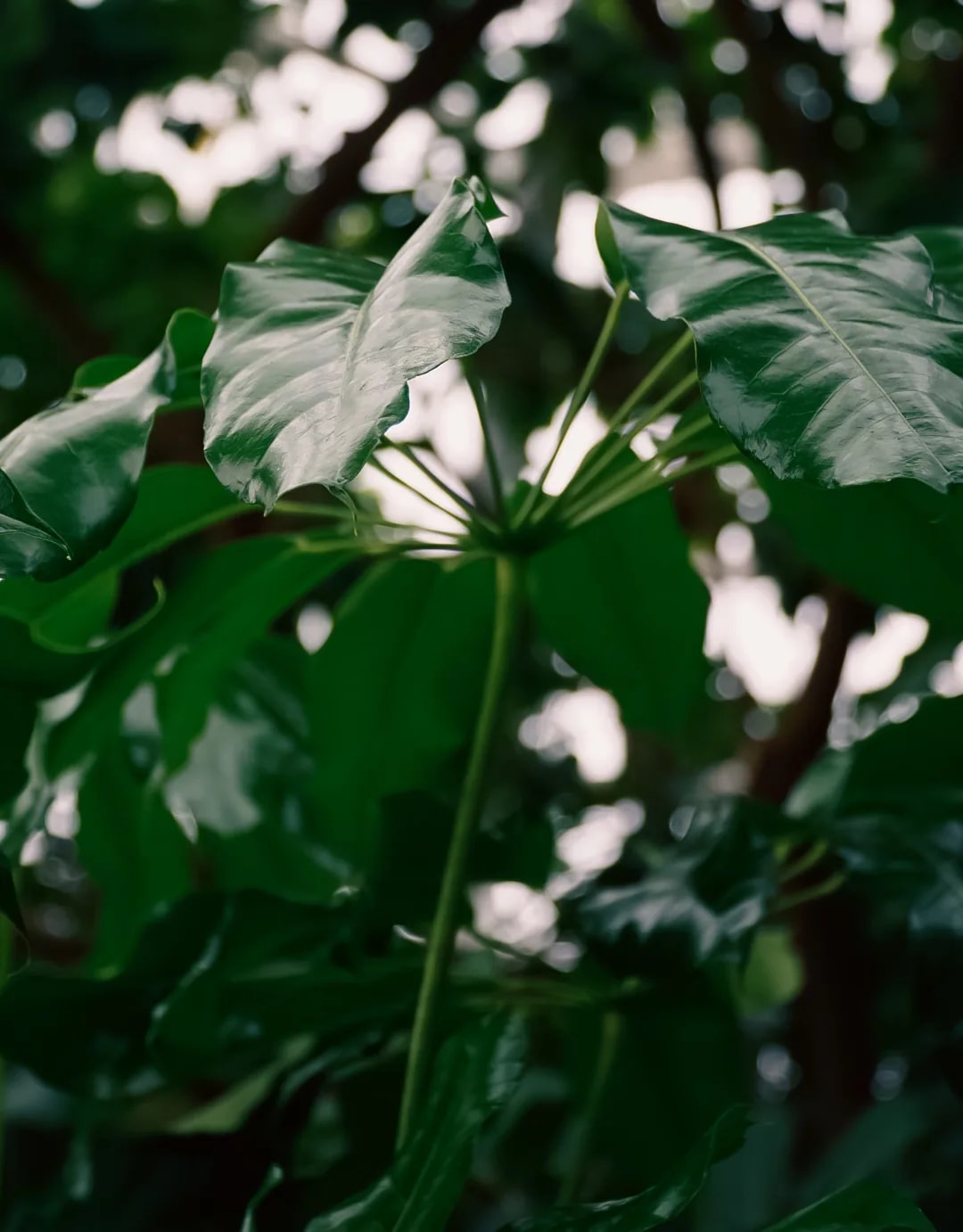 Photograph 17 by Kelly Jiang