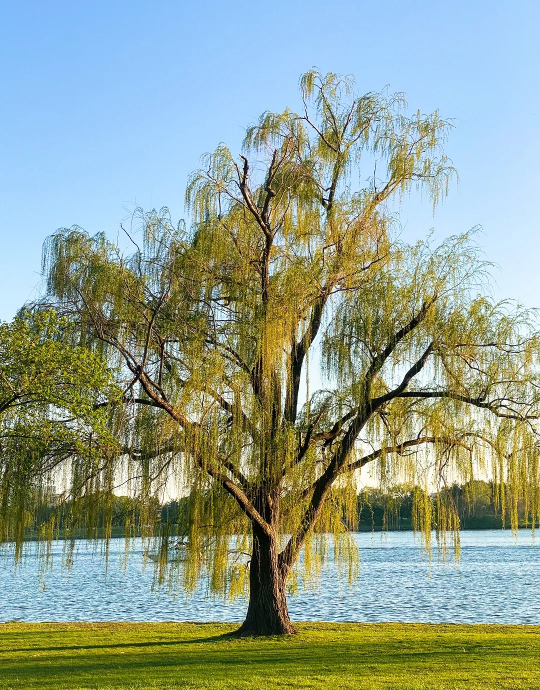 Photograph 54 by Kelly Jiang